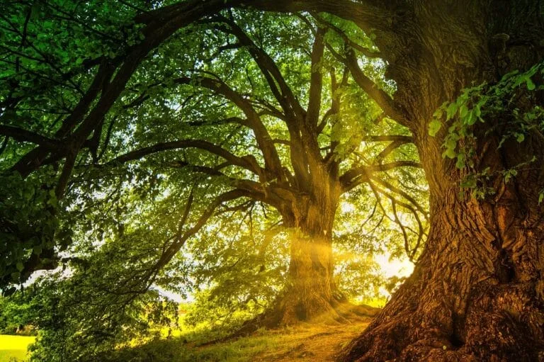 trees, sunbeams, nature.jpg