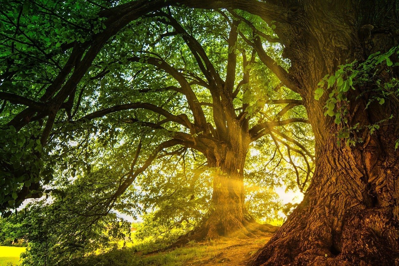 trees, sunbeams, nature.jpg