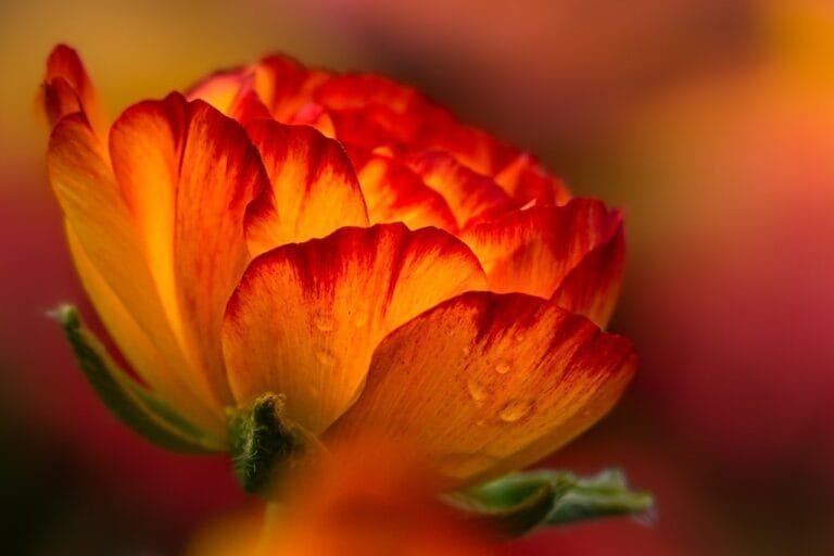 flower, orange flower, nature
